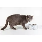 Cuenco para Perros y Gatos en Mármol Blanco Carrara Hecho en Italia - Ciotta viadurini