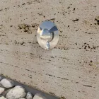 Marcador Led Exterior Empotrable Acero Inoxidable 2W 4 Piezas - Elisir viadurini