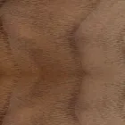 Silla tapizada con base de madera de roble Made in Italy - Sebastian viadurini