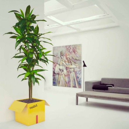 Titular Tabla Revistas Frágil Mabele viadurini